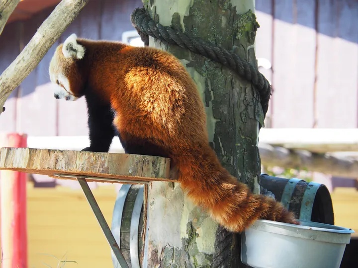 Red panda (Ailurus fulgens) in Zooparc Overloon (The Netherlands)